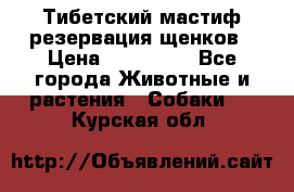 Тибетский мастиф резервация щенков › Цена ­ 100 000 - Все города Животные и растения » Собаки   . Курская обл.